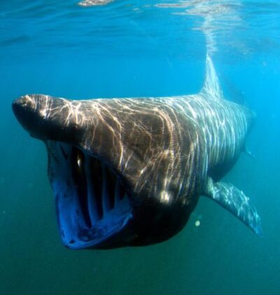 Basking sharks everywhere!